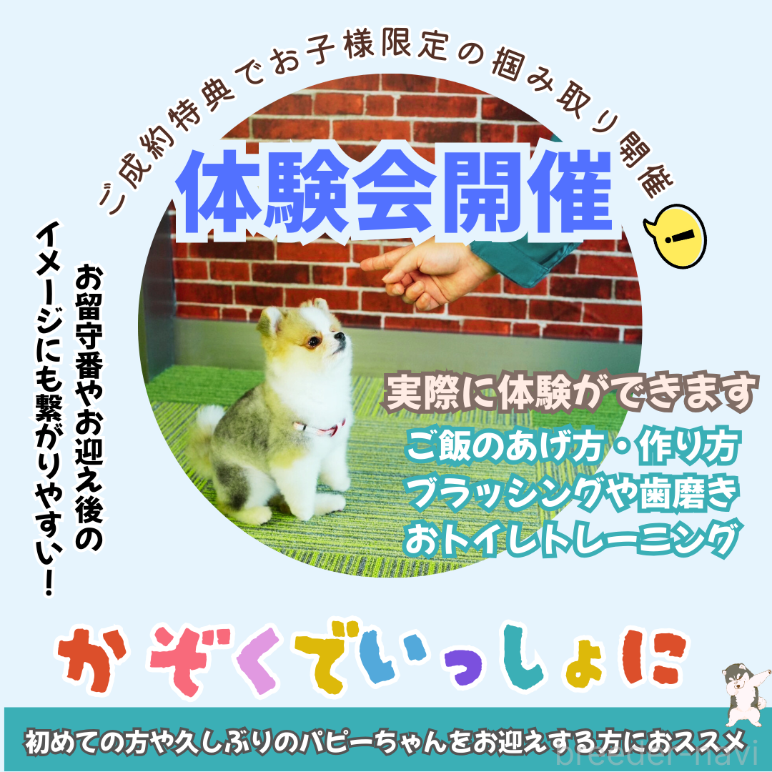 成約済の茨城県のトイプードル-372846の4枚目